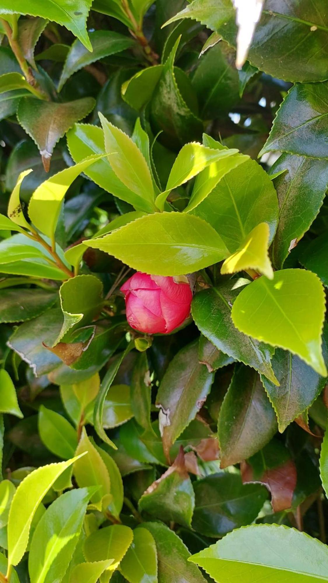 Retiro Das Camelias 1 Lajes das Flores エクステリア 写真