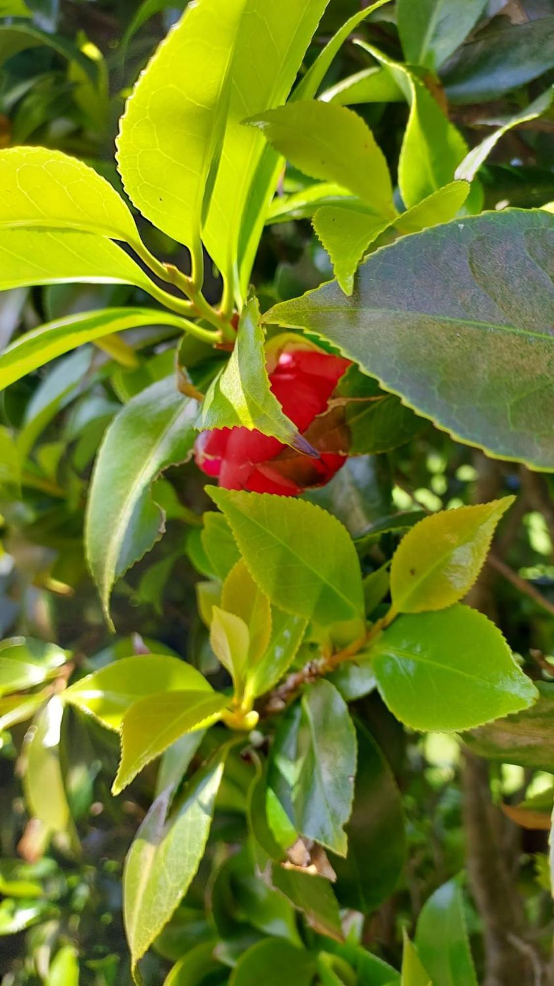 Retiro Das Camelias 1 Lajes das Flores エクステリア 写真