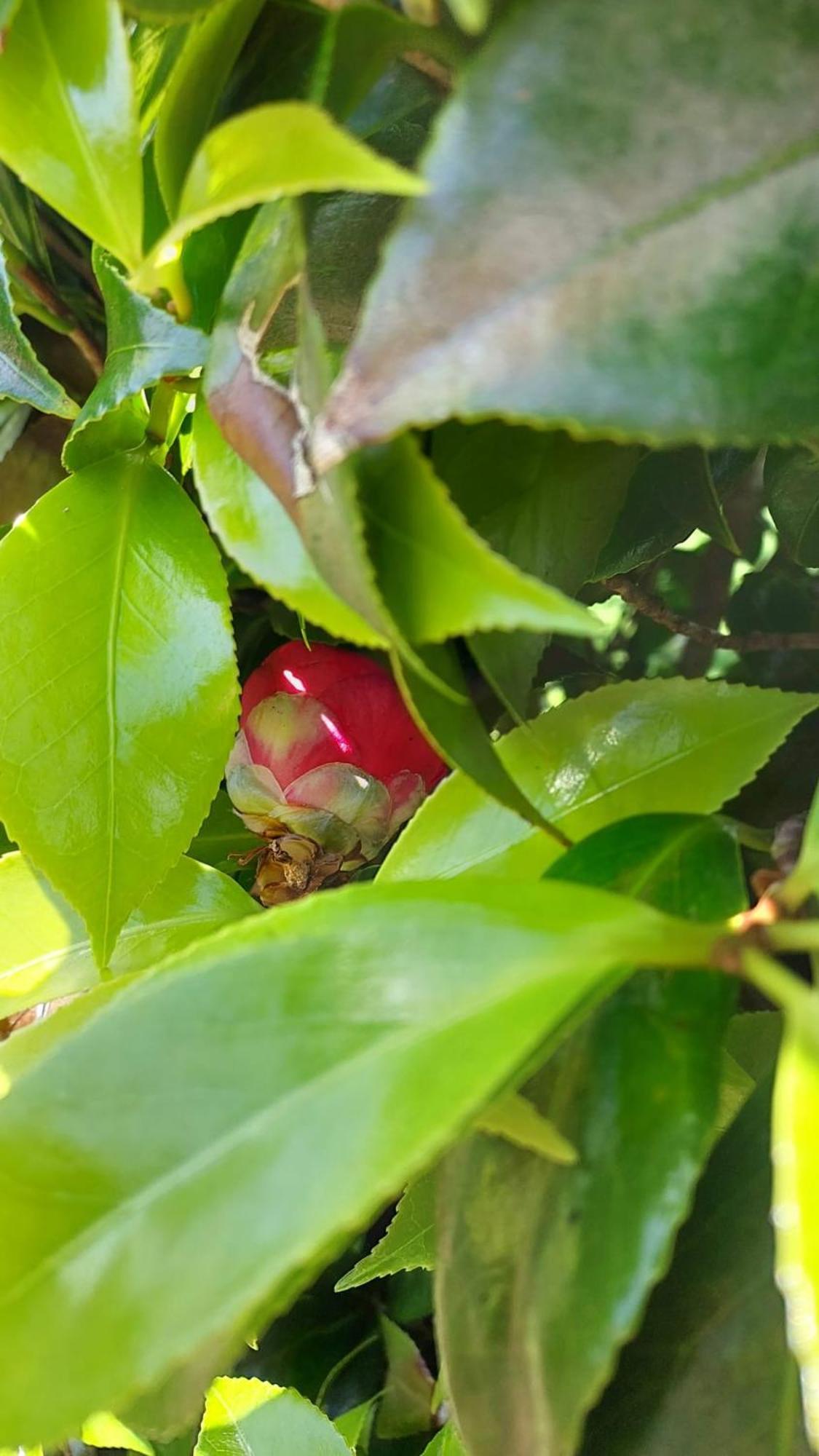 Retiro Das Camelias 1 Lajes das Flores エクステリア 写真