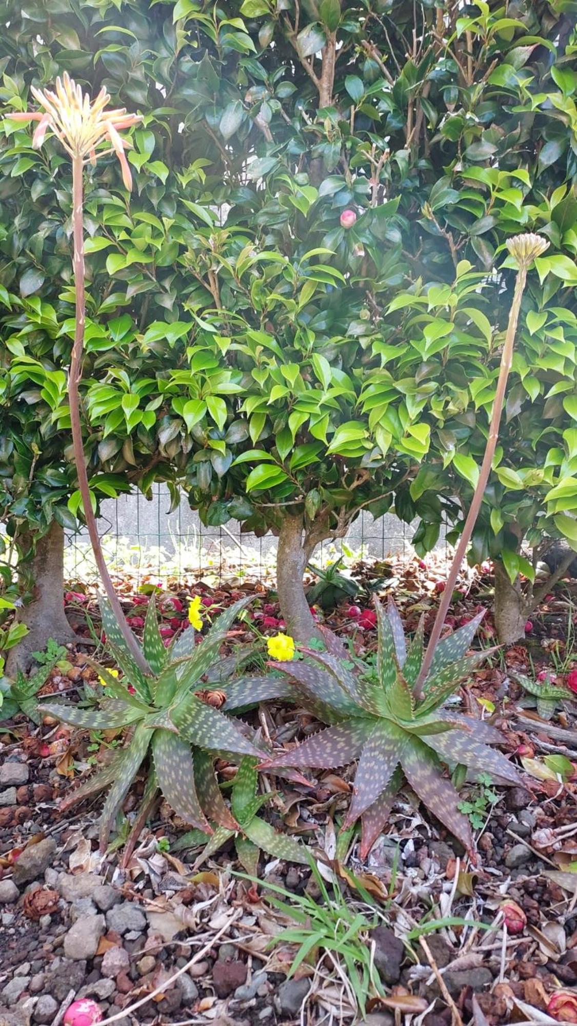 Retiro Das Camelias 1 Lajes das Flores エクステリア 写真